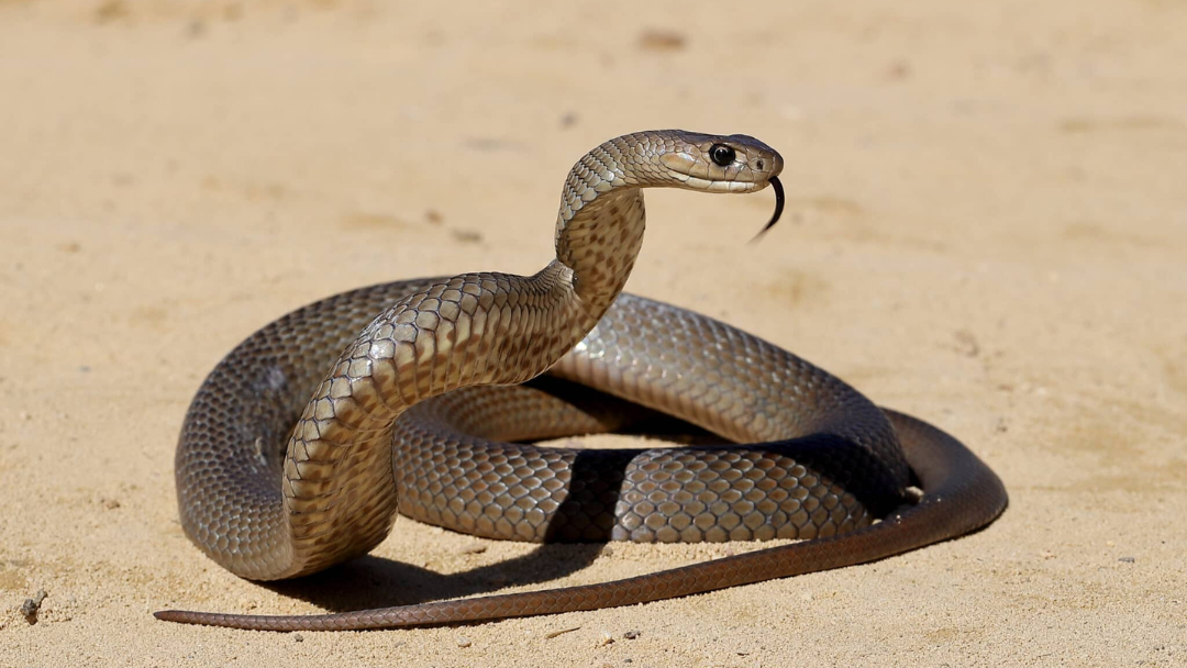 What to Look for in a Snake Bite Kit: Buyer's Guide