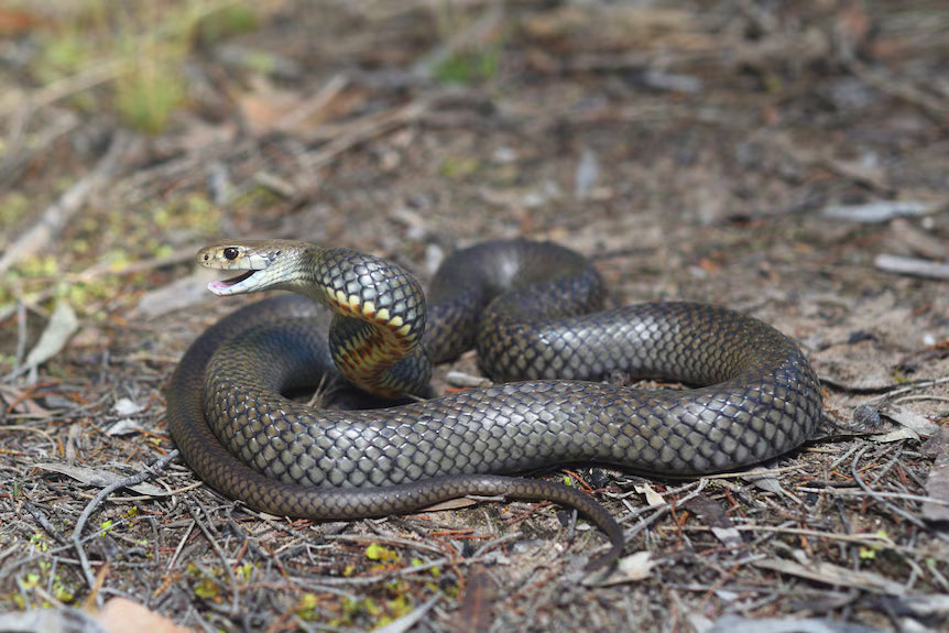 Snake Bite Kits for Landscapers, Farmers & Outdoor Workers Australia